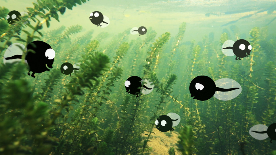 La Baleine et l'escargote Cine Region